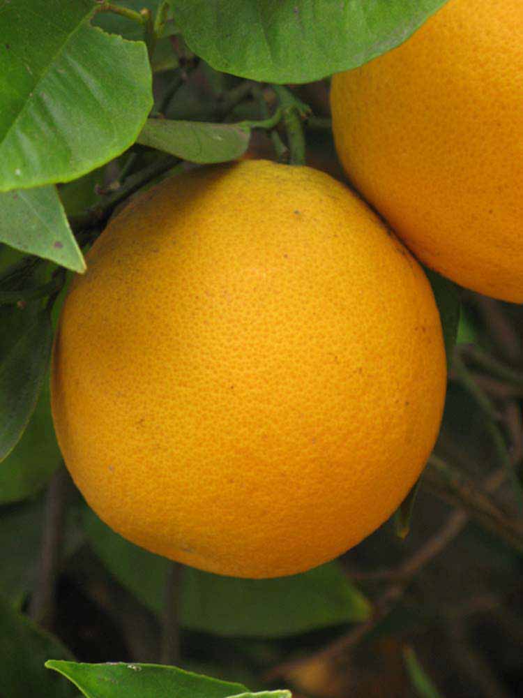            Fruit (Riverside, CA)   